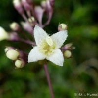 Hedyotis rhinophylla Thwaites ex Trimen
